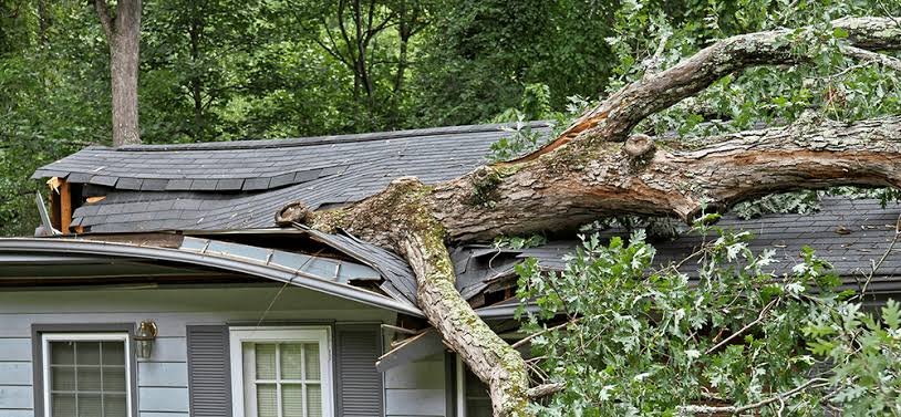 Emergency tree service and damaged trees