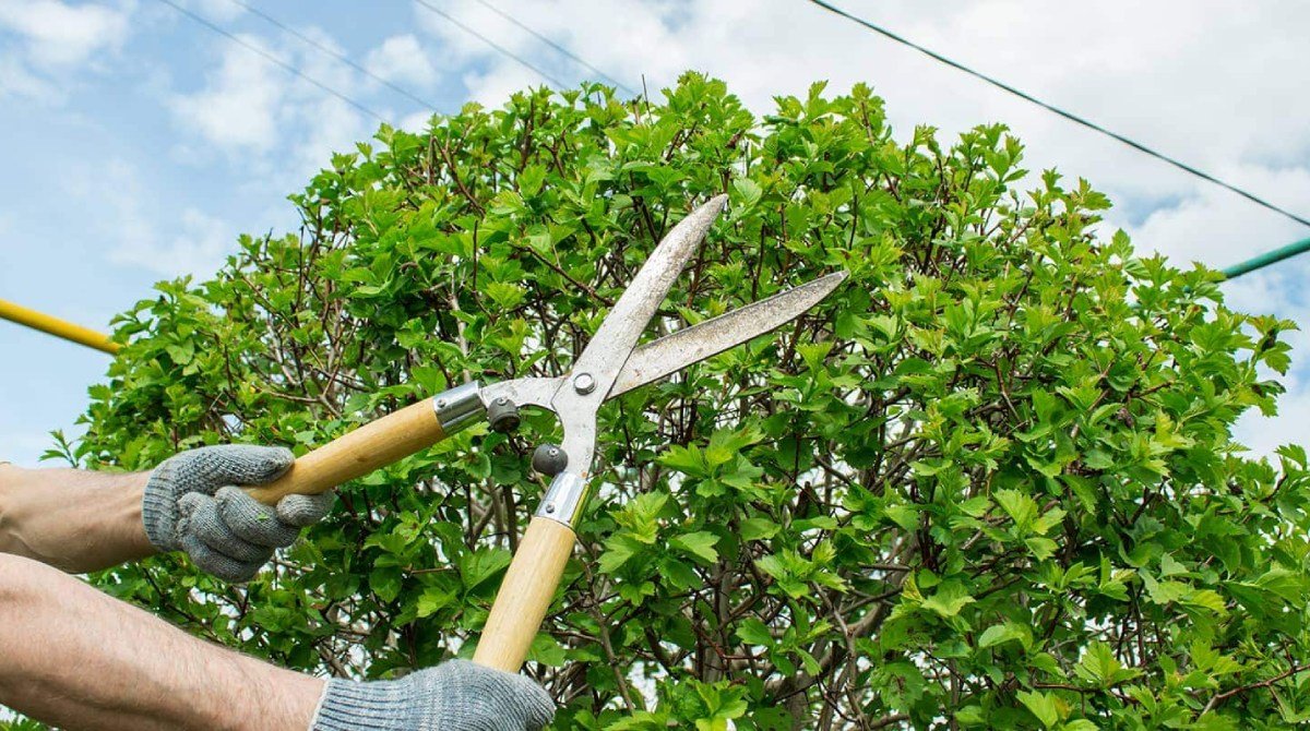 Professional tree trimming service